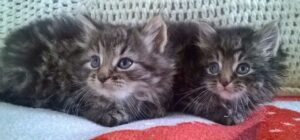 Norwegian Forest Kittens for Sale